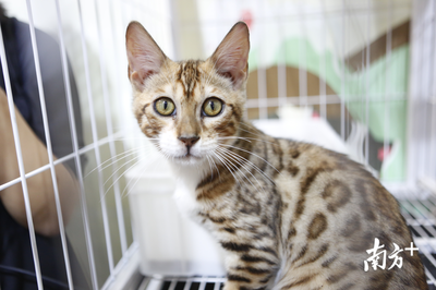 萌寵盛宴 深圳國際寵物展今日火熱開幕，全方位寵物服務點亮愛寵生活